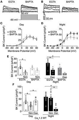 Contributions of CaV1.3 Channels to Ca2+ Current and Ca2+-Activated BK Current in the Suprachiasmatic Nucleus